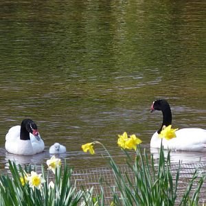 Black-necked Swans, 19 March 2014