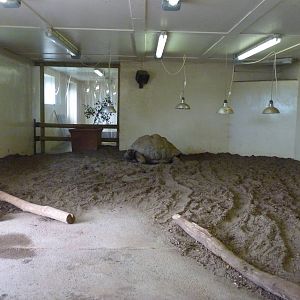 Aldabra Giant Tortoise House, 17 March 2014