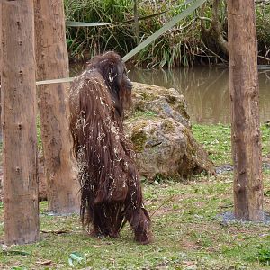 Bornean Orangutan, Demo, 17 March 2014