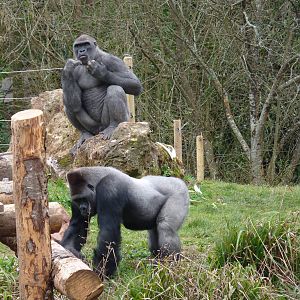 Lowland Gorillas, 17 March 2014