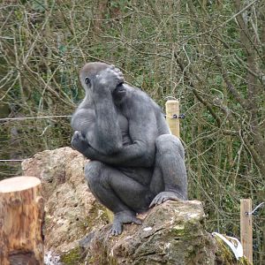 Gorilla, Kiondo, 17 March 2014