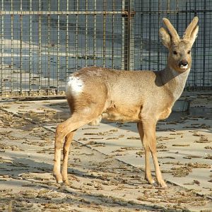 Roe deer (Capreolus)