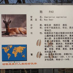 Roe deer signage