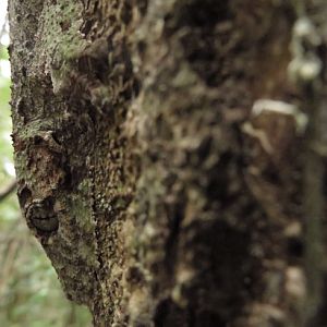 Uroplatus sikorae