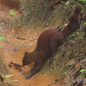 crab vs ring tailed vontsira