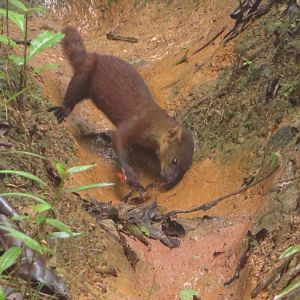 crab vs ring tailed vontsira