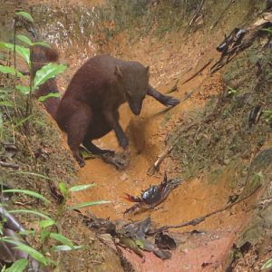 crab vs ring tailed vontsira