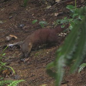 crab vs ring tailed vontsira