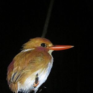 Madagascar pygmy kingfisher