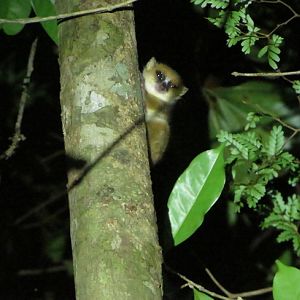 Mouse lemur