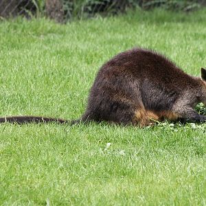 Swamp wallaby