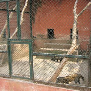civet cage