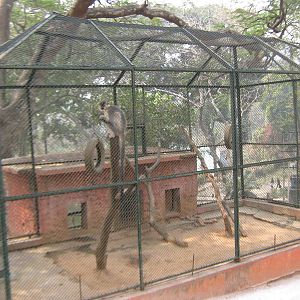 cage for a capped langur (Trachypithecus pileatus)