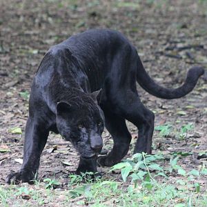 Black jaguar