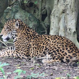 Jaguar