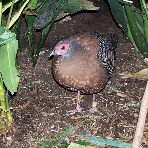 Siamese Fireback (Lophura diardi)