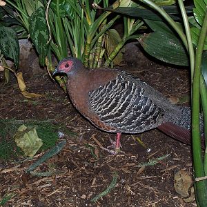 Siamese Fireback (Lophura diardi)