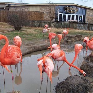 American Flamingo (Phoenicopterus ruber)