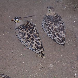 Four-banded Sandgrouse  (Pterocles quadricinctus)
