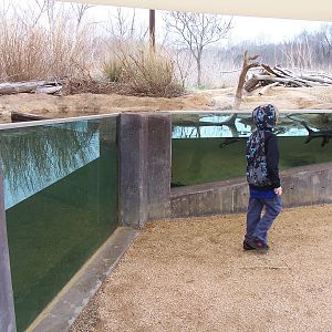 Trinity River Audubon Center - Outdoor Aquarium