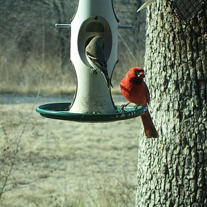 Northern Cardinal & American Goldfinch