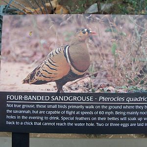 Four-banded Sandgrouse (Pterocles quadricinctus) sign