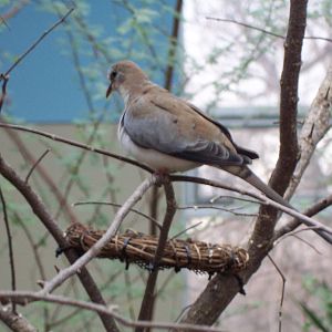 Namaqua Dove (Oena capensis)