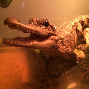 Alligator mississippiensis, American Alligator