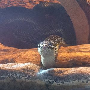 Speckled Kingsnake (Lampropeltis getula holbrooki)