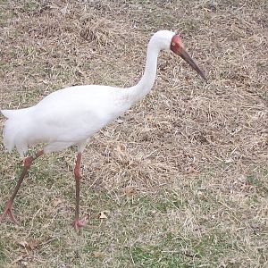 Siberian Crane (Leucogeranus leucogeranus)