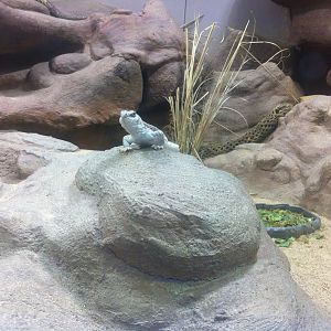 Desert Iguana (Dipsosaurus dorsalis)