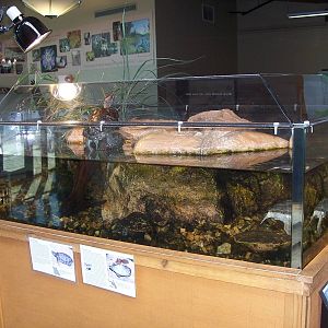 Wildcat Glades Audubon Center - Turtle Exhibit