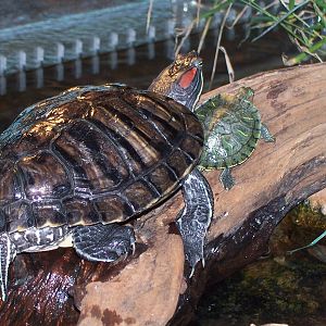 Red-eared Slider (Trachemys scripta elegans)