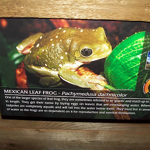 Mexican Leaf Frog - sign