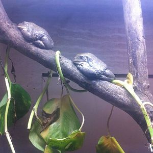 Mexican Leaf Frog (Pachymedusa dacnicolor)