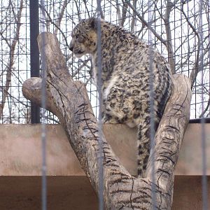 Snow Leopard (Panthera uncia)