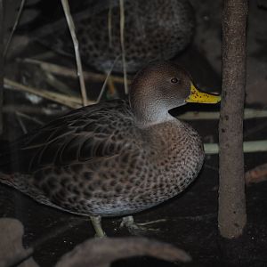 Chilean Pintail