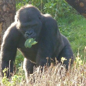 Gorilla, Matadi, January 2014