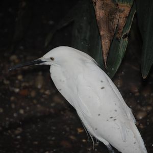 Little Egret