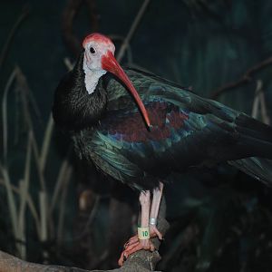Southern Bald Ibis