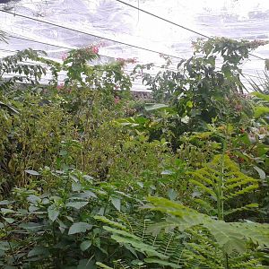 Inside the butterfly hall