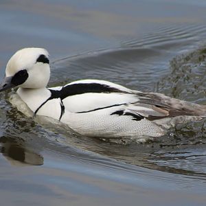 Smew