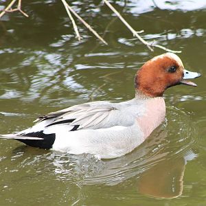 Wigeon