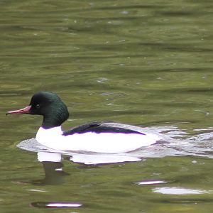 Goosander