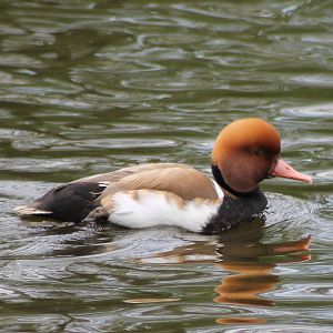 Red-crested pochard