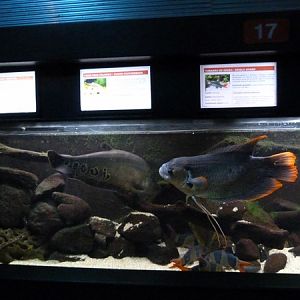 Asian freshwater aquarium