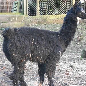 On loan stud Alpaca 2013