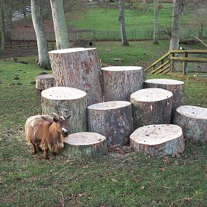 Chantilly by new Goat Mountain