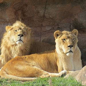 African Lions