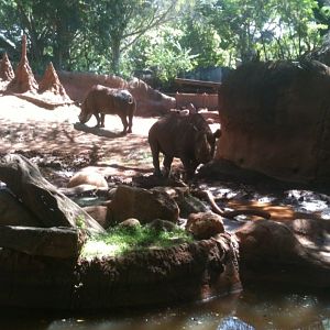 Black Rhinoceros Exhibit